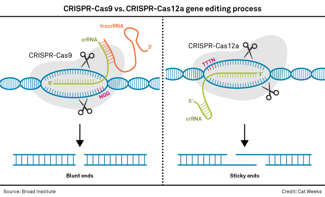 CRISPR cas9 технология. Метод CRISPR/cas9. CRISPR CAS технология. CRISPR cas9 схема.